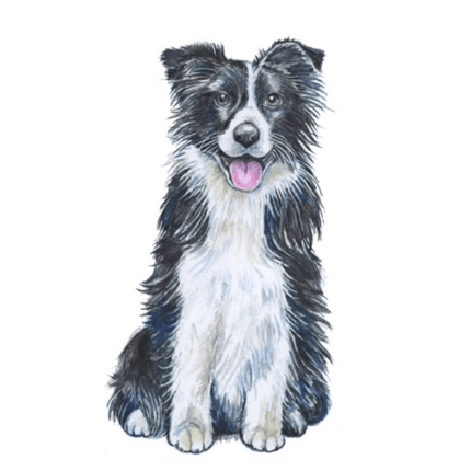 border collie (1)