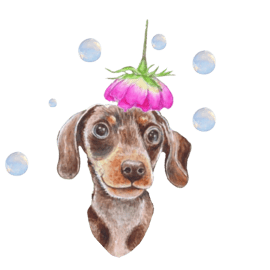 flower and bubbles sausge dog