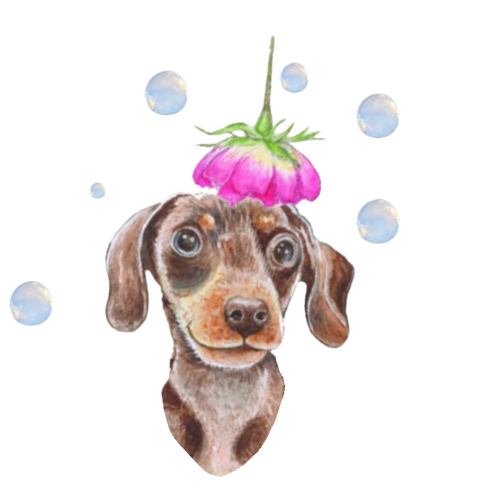 flower and bubbles sausge dog