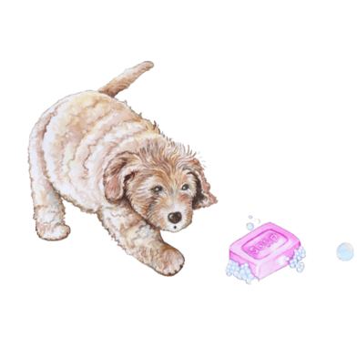 labradoodle playing with soap (1)