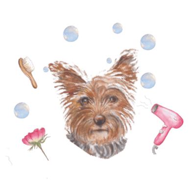 yorkie