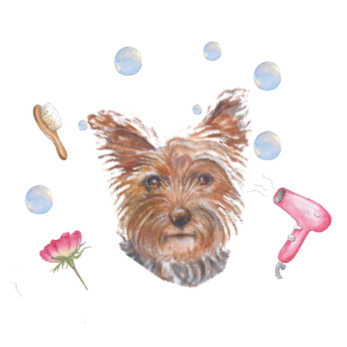 yorkie