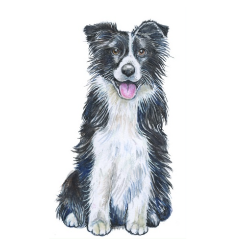 border collie (1)